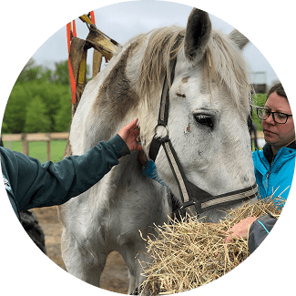 horse eating hay