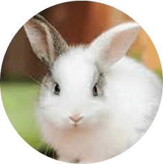 rabbits adoption