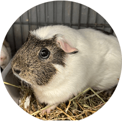 small animal adoption